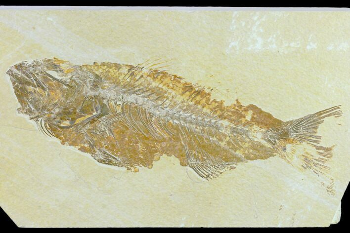 Bargain Fossil Fish (Mioplosus) - Uncommon Species #131536